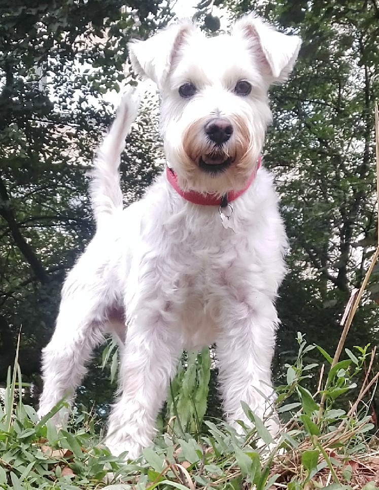 Фоточелендж «Мій улюбленець, але не…»